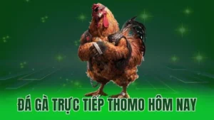 da ga truc tiep thomo hom nay